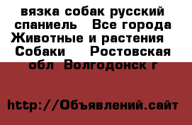 вязка собак русский спаниель - Все города Животные и растения » Собаки   . Ростовская обл.,Волгодонск г.